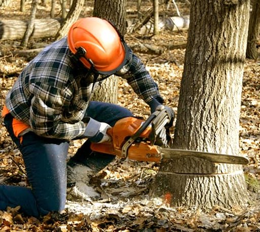 Tree Removal in Wales, MA